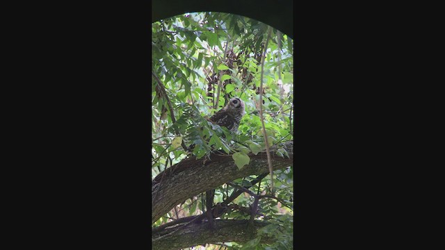 Barred Owl - ML352247541