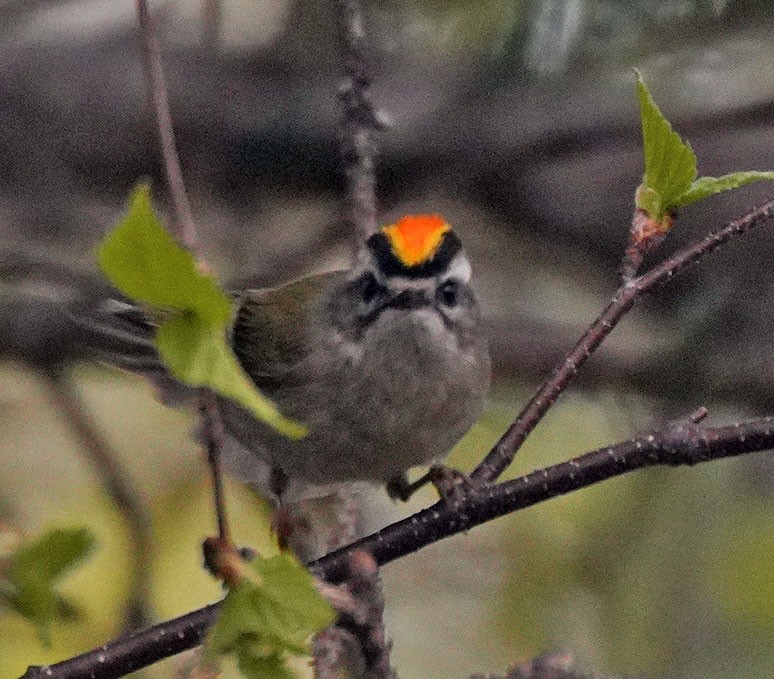 Golden-crowned Kinglet - Scott Berglund