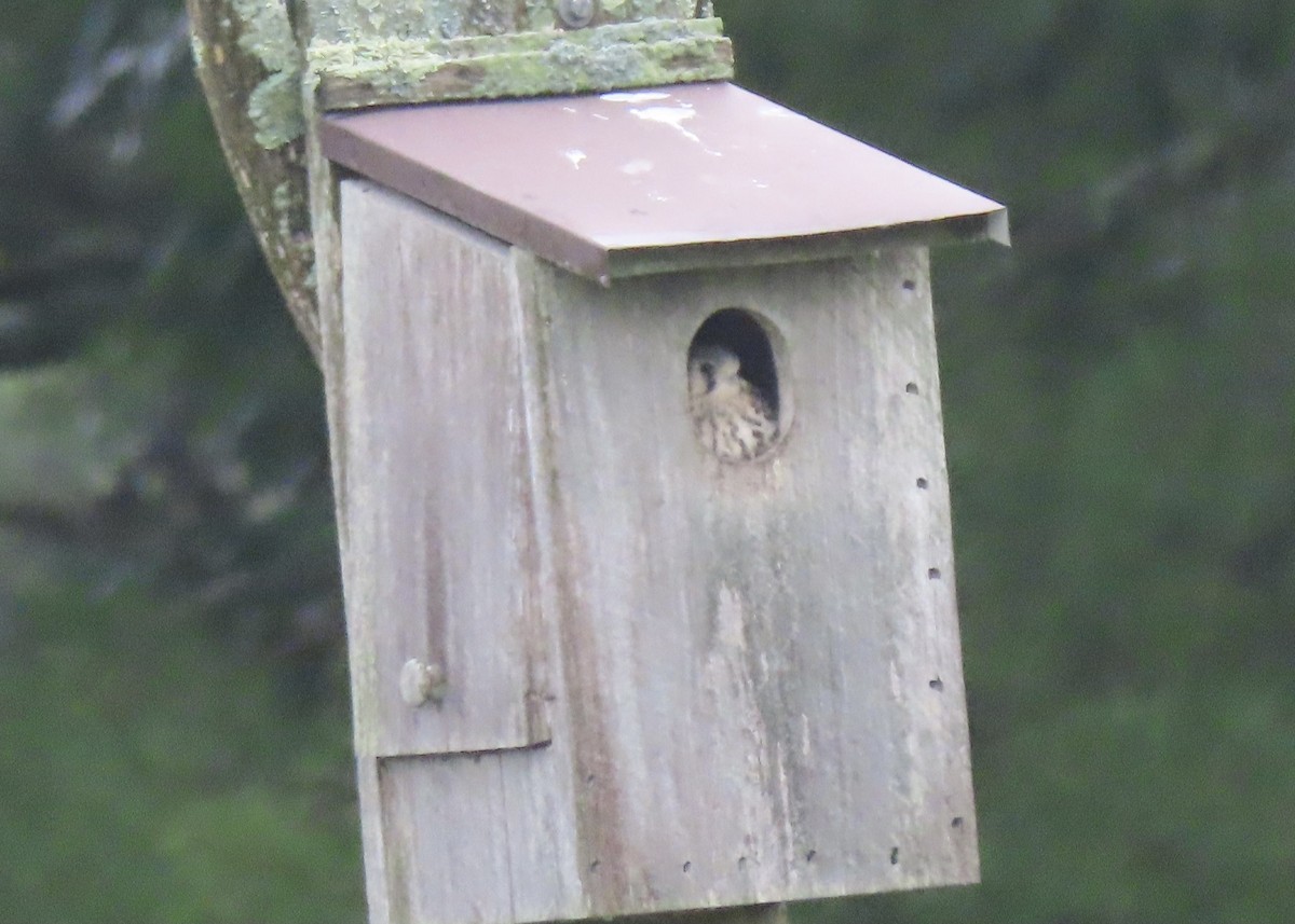 American Kestrel - ML352249751