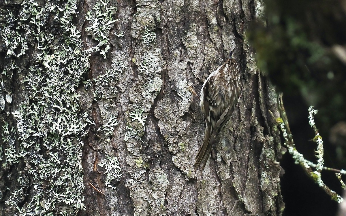 Brown Creeper - ML352250401