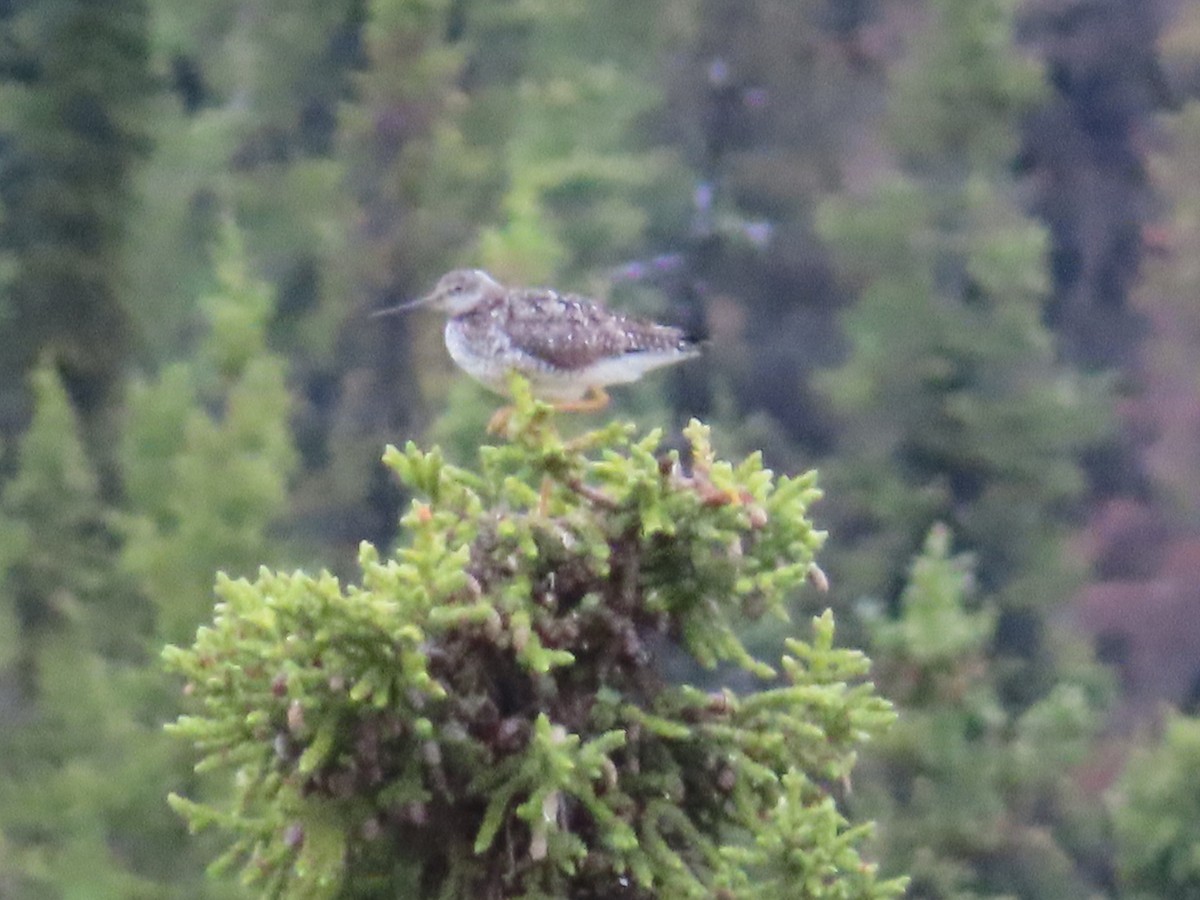 Lesser Yellowlegs - ML352251831