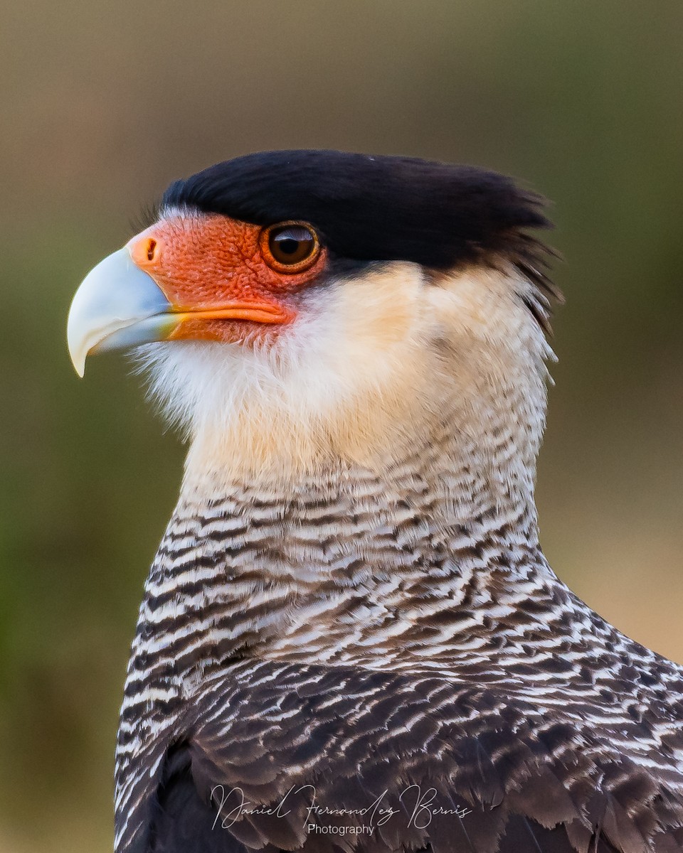 Crested Caracara (Southern) - ML352252151