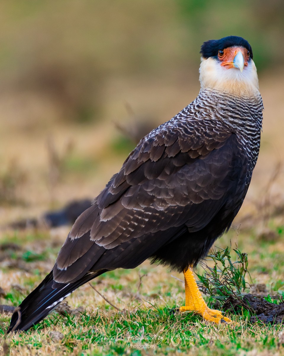 Crested Caracara (Southern) - ML352252181