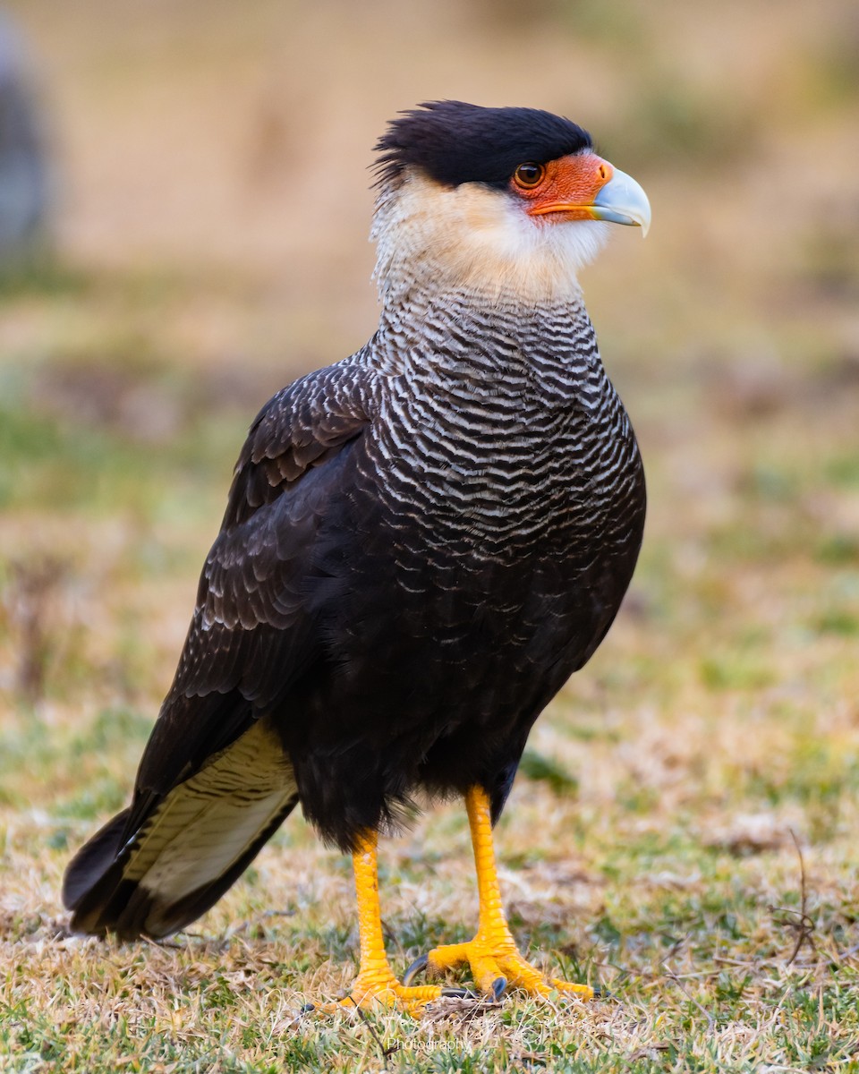 Crested Caracara (Southern) - ML352252201