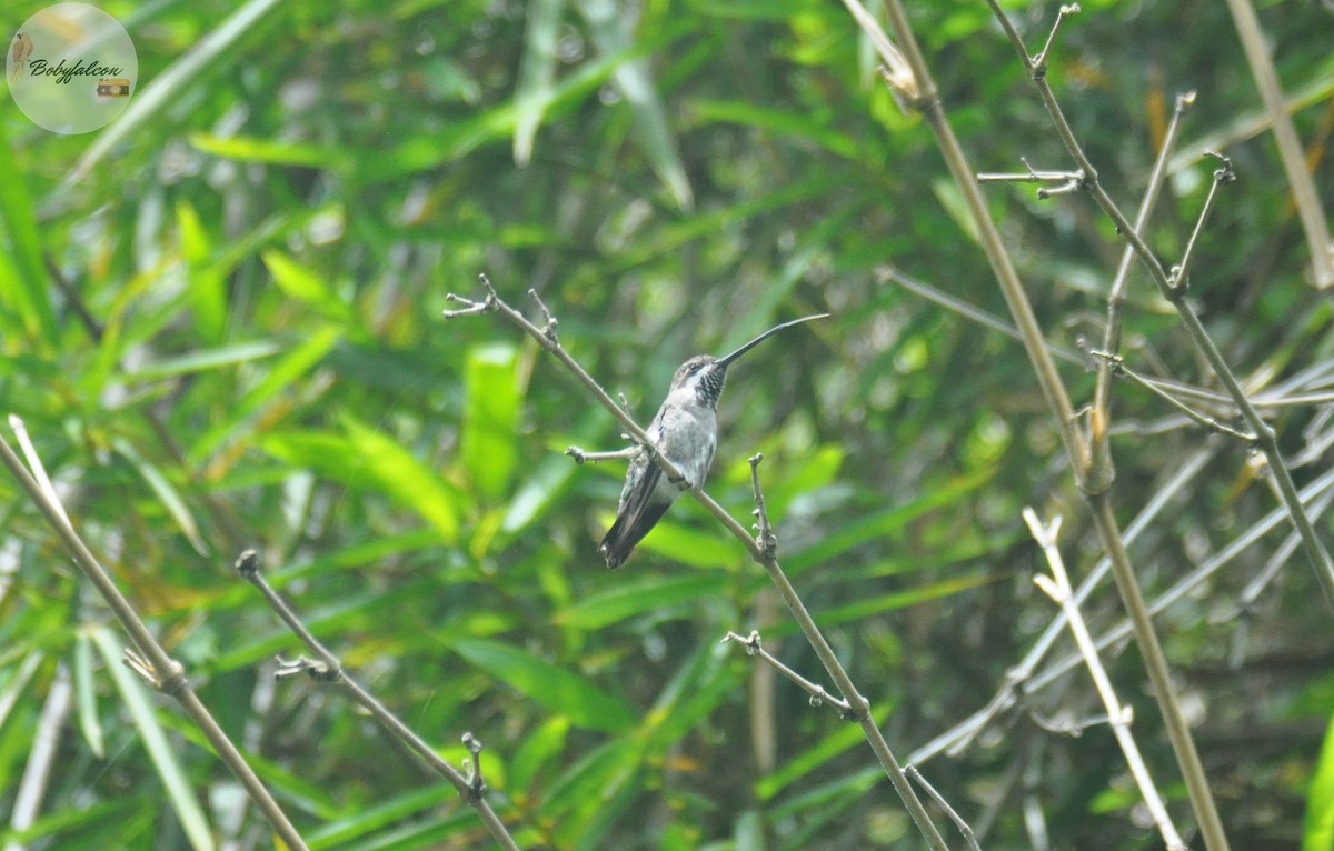 Long-billed Starthroat - ML352252411
