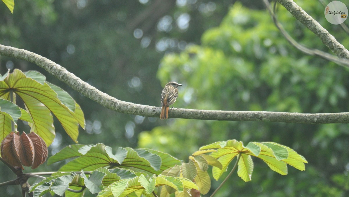 Sulphur-bellied Flycatcher - Roberto Amaya