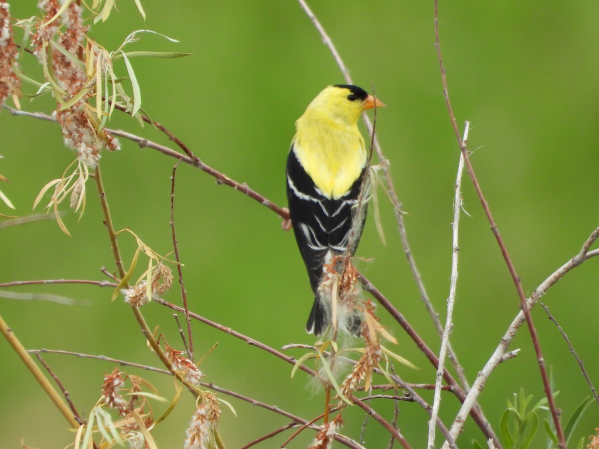 American Goldfinch - Jeff Percell