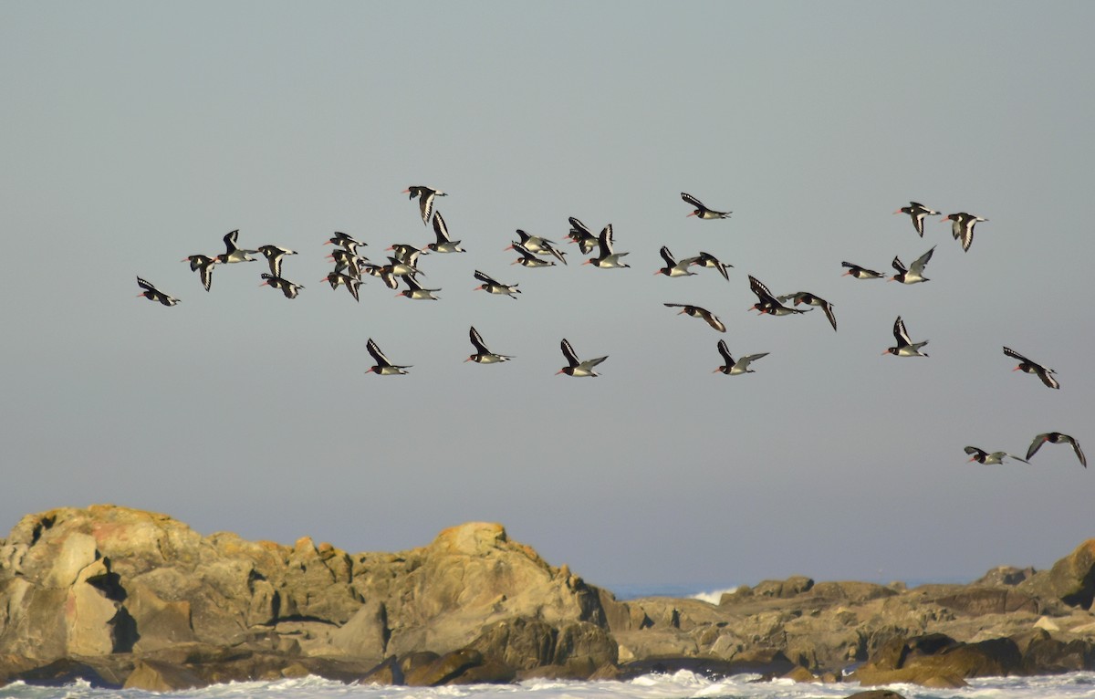 Eurasian Oystercatcher - Agostinho Oliveira