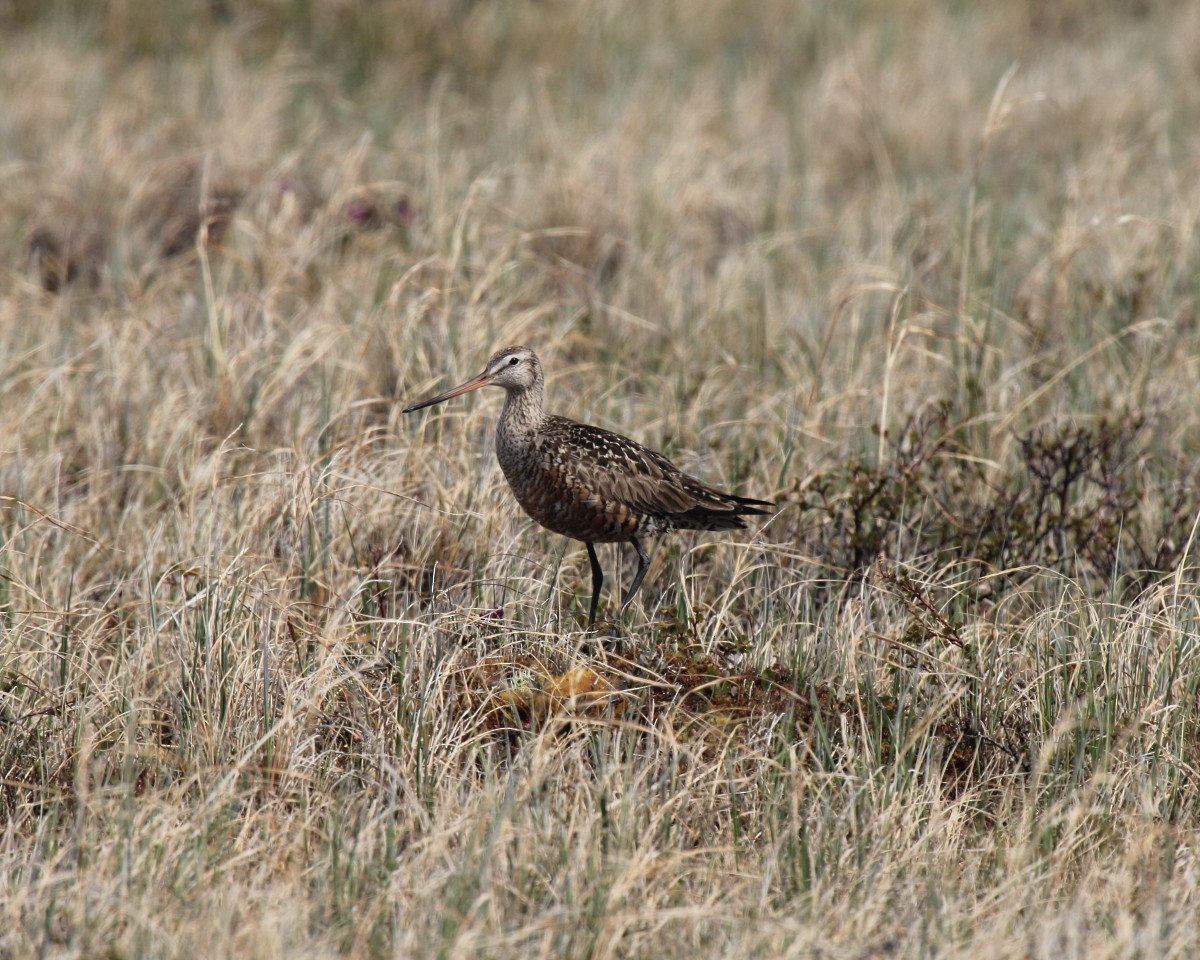 Hudsonian Godwit - ML35225581