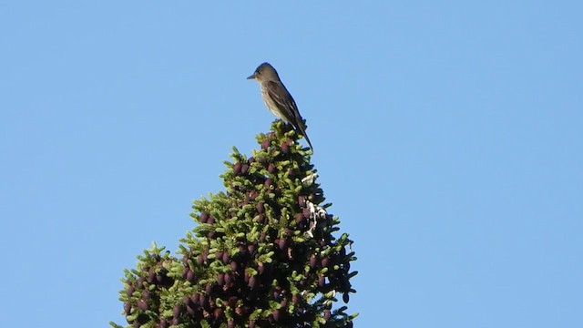 Olive-sided Flycatcher - ML352256091