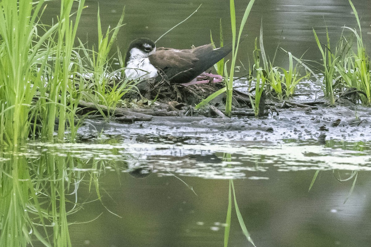 Black-necked Stilt - ML352257381