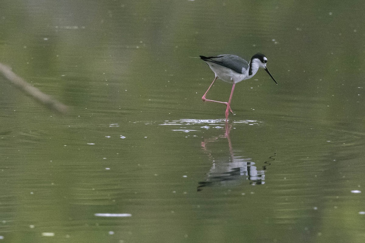 Black-necked Stilt - ML352257401