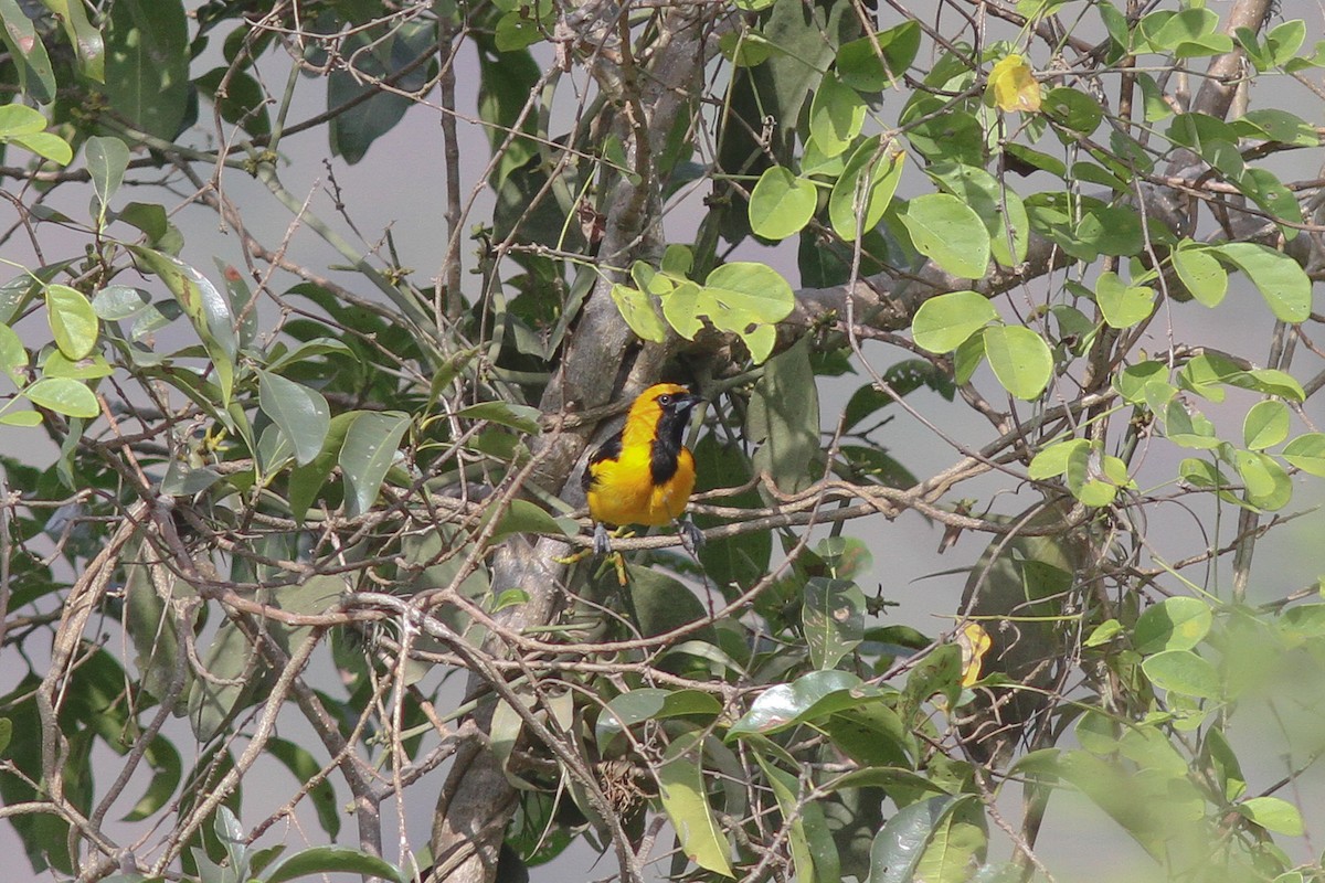 White-edged Oriole - ML35225741