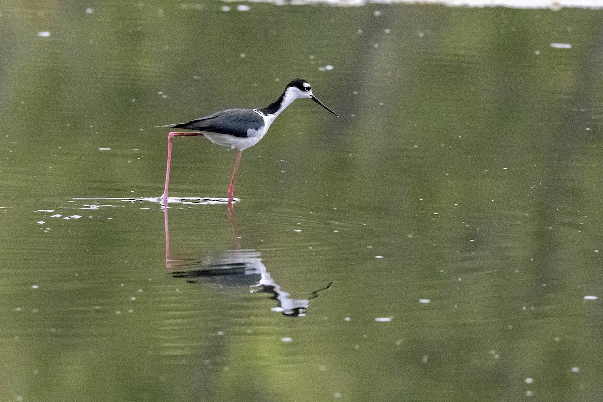 Black-necked Stilt - ML352257421