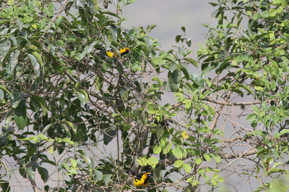 White-edged Oriole - Steve Kelling