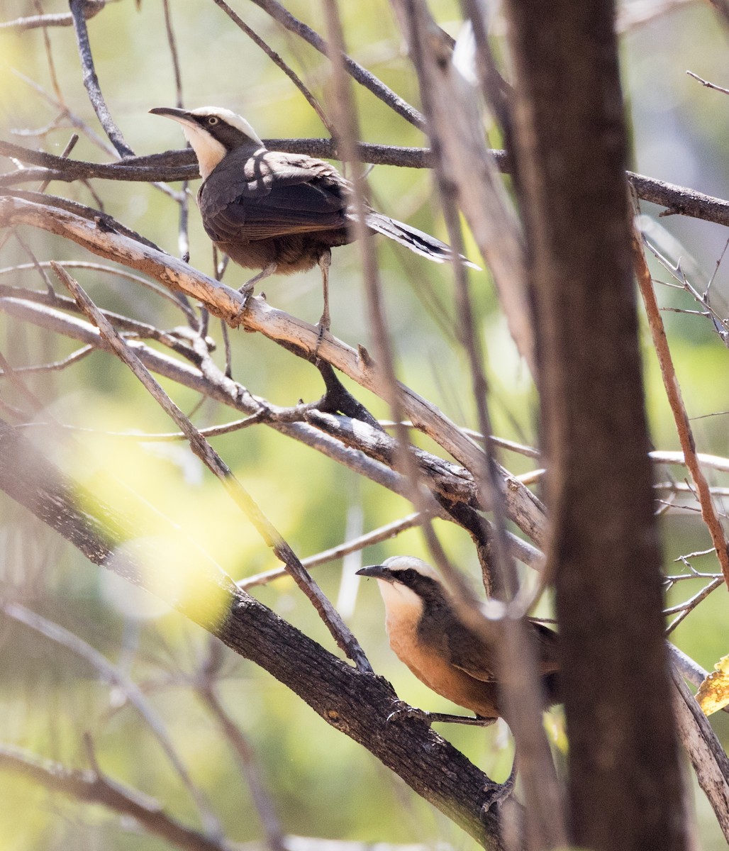 Gray-crowned Babbler - ML352258161