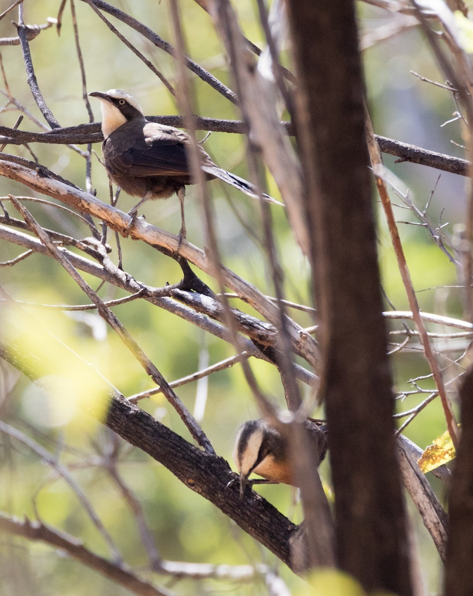 Gray-crowned Babbler - ML352258201