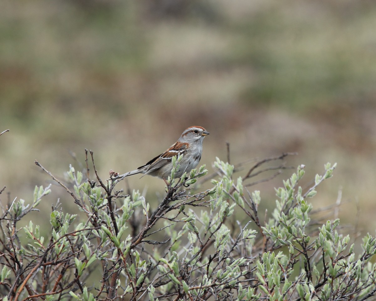 American Tree Sparrow - ML35225921