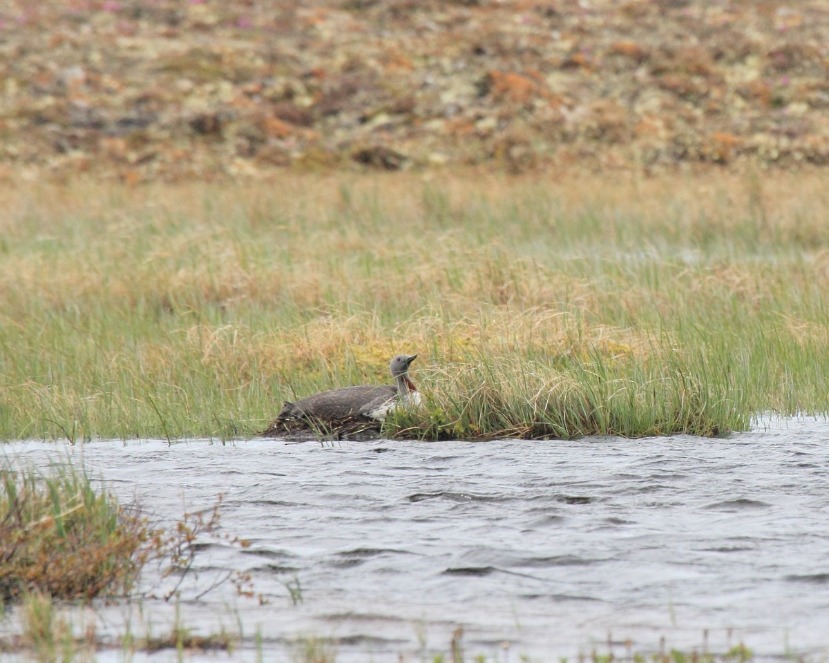 Red-throated Loon - ML35226011