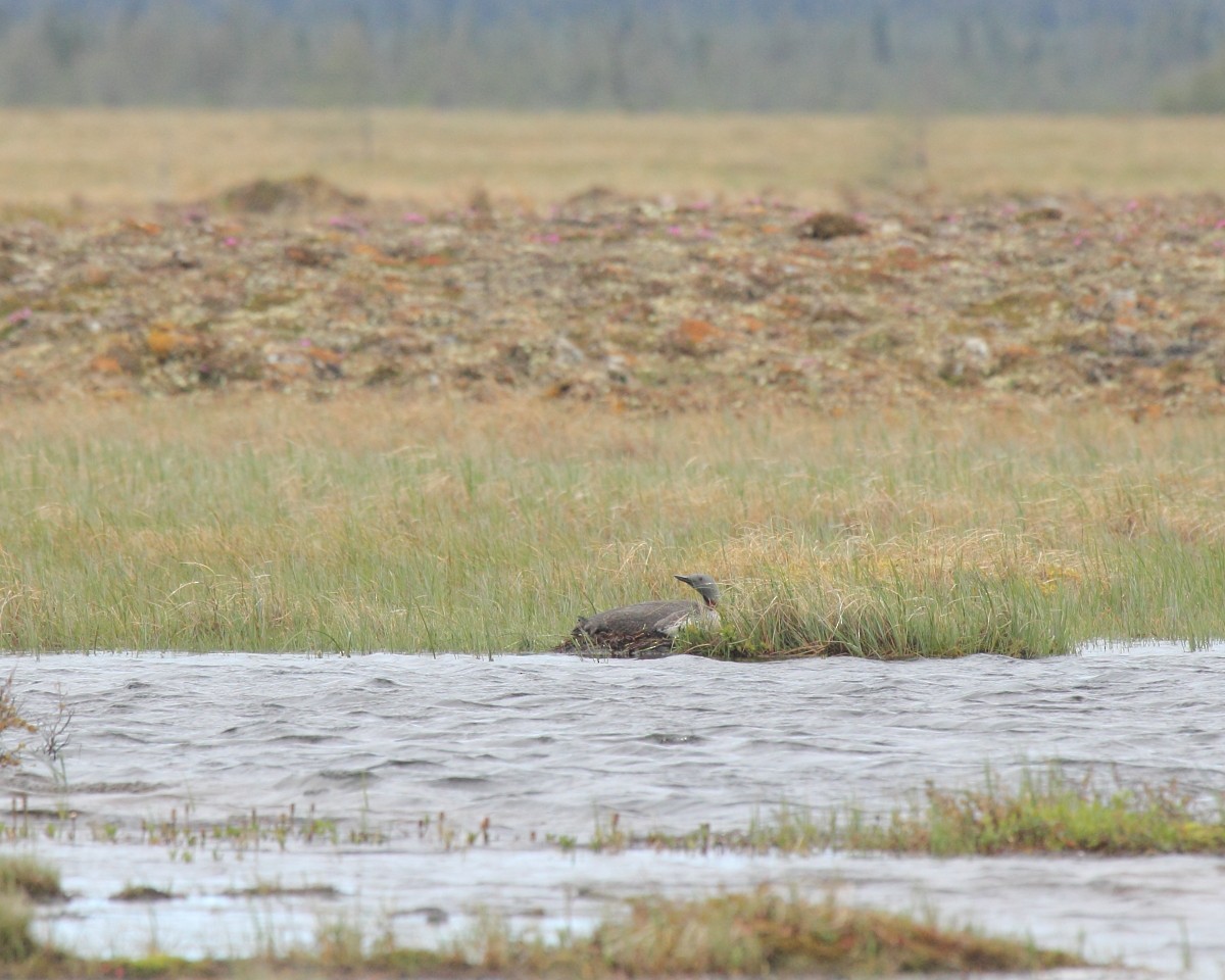 Red-throated Loon - Mike V.A. Burrell