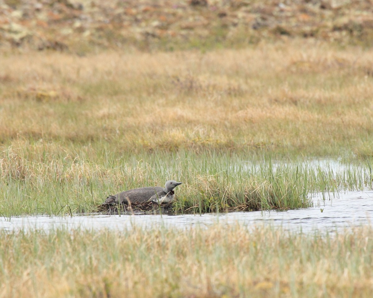 Red-throated Loon - ML35226031