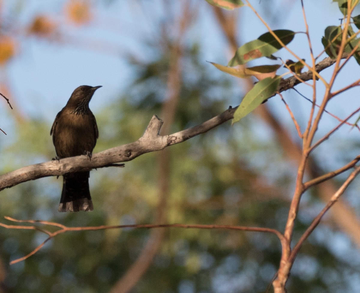 Black-tailed Treecreeper - ML352261071