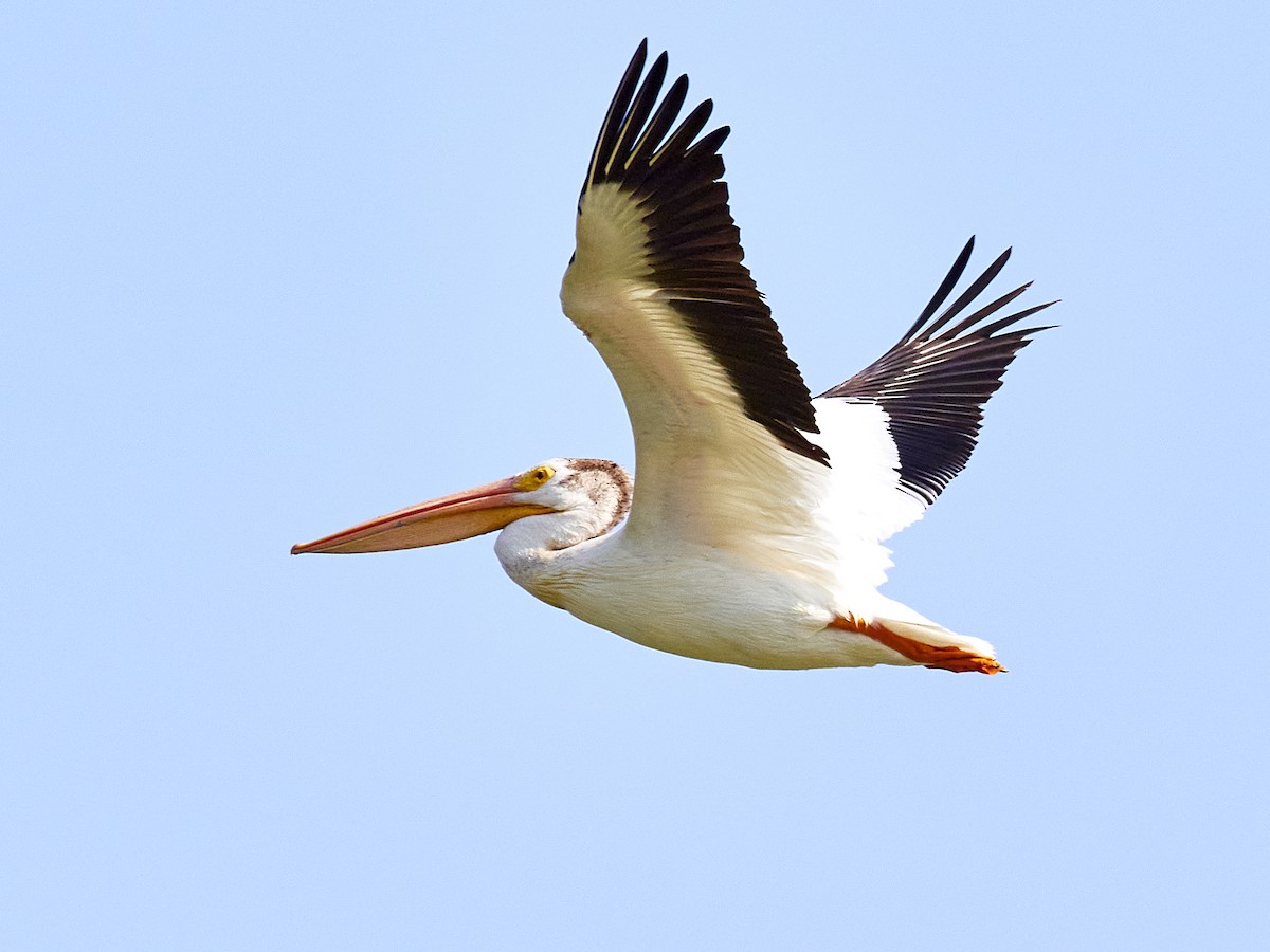 American White Pelican - ML352261731