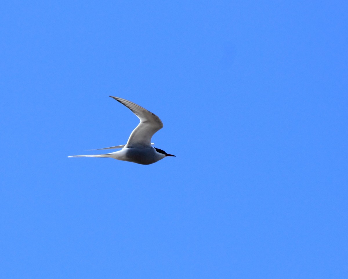 Arctic Tern - ML35226191