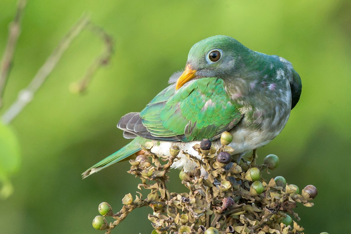 Jambu Fruit-Dove - ML352262941