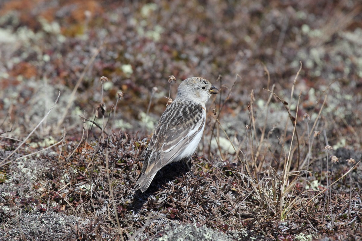 Snow Bunting - ML35226351