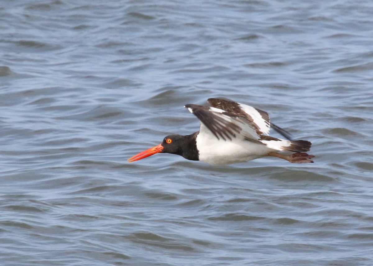 American Oystercatcher - ML352263571