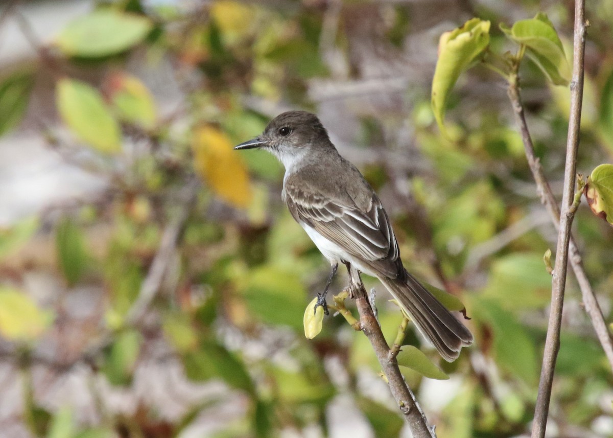 Puerto Rican Flycatcher - ML352263671