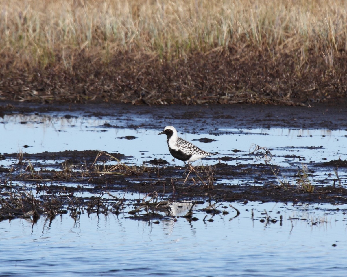 Black-bellied Plover - ML35226431