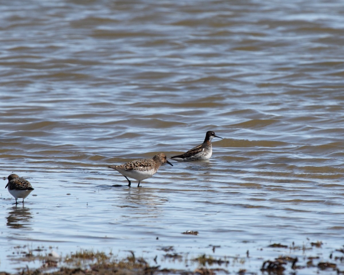 紅領瓣足鷸 - ML35226511