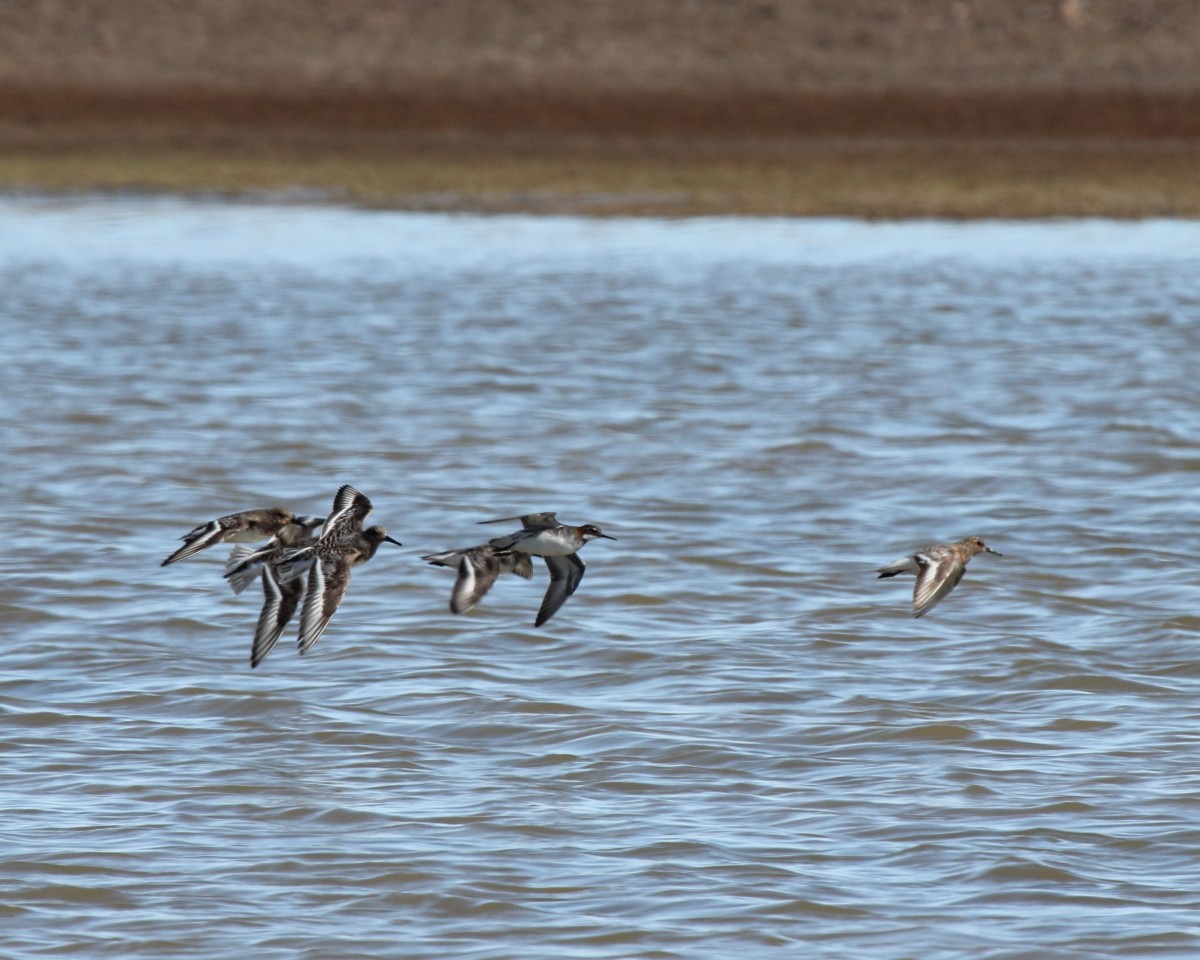 Red-necked Phalarope - Mike V.A. Burrell
