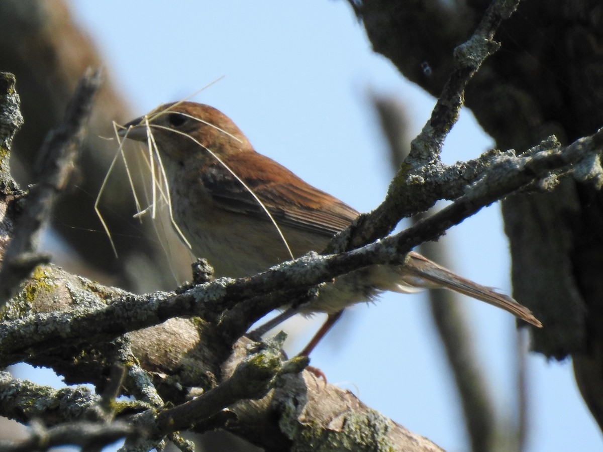 Indigo Bunting - ML352265511