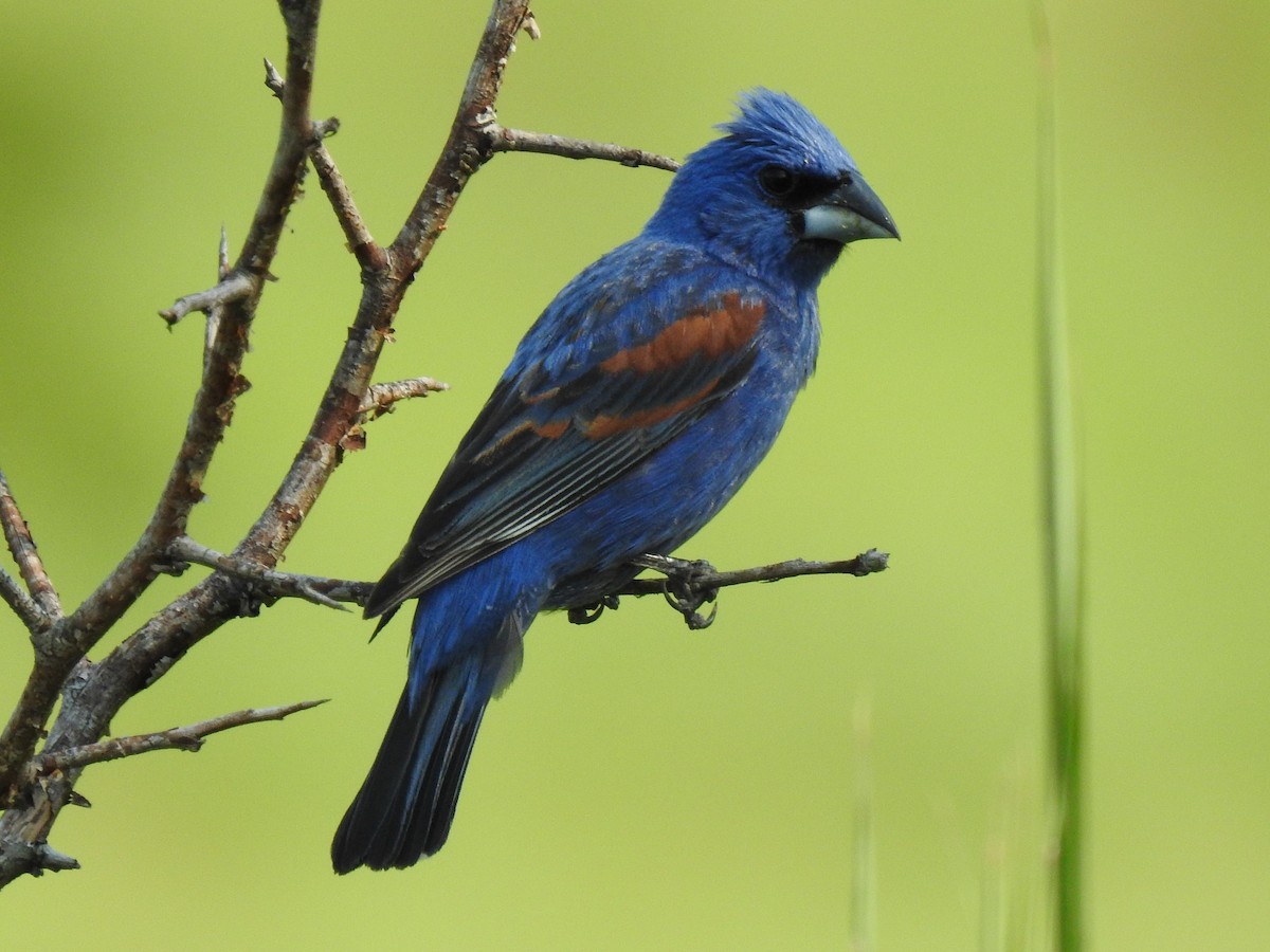 Blue Grosbeak - ML352265841