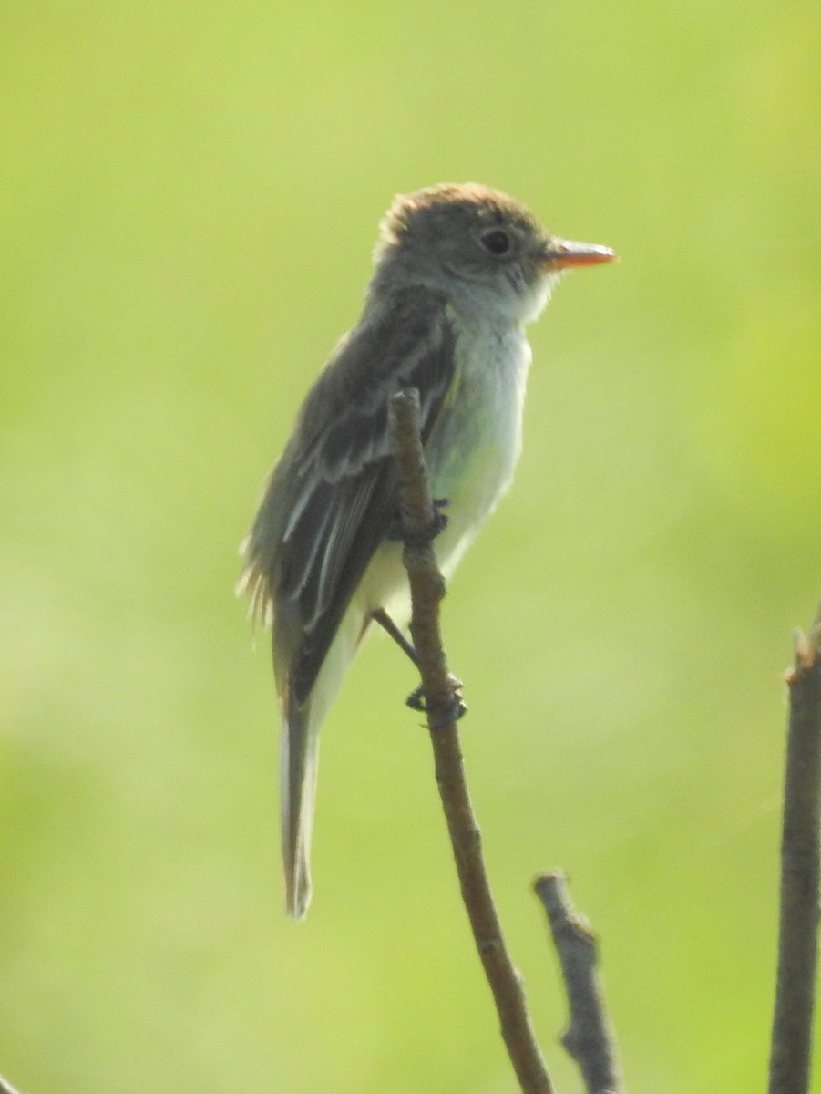 Willow Flycatcher - ML352266741