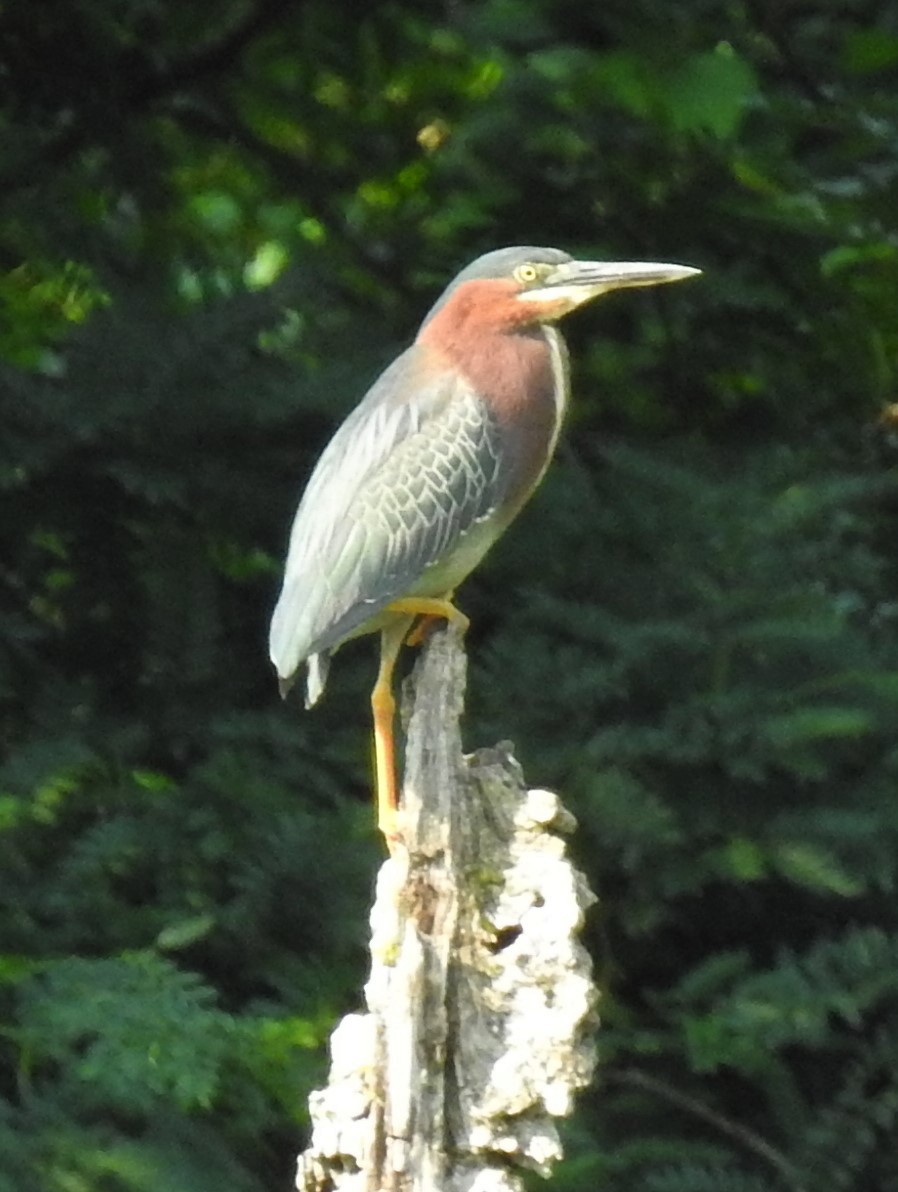 Green Heron - ML352266861