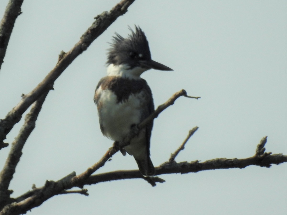 Belted Kingfisher - Chris Wiles