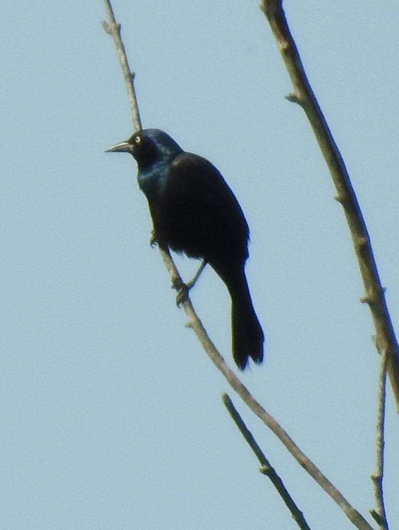 Common Grackle - ML352267111