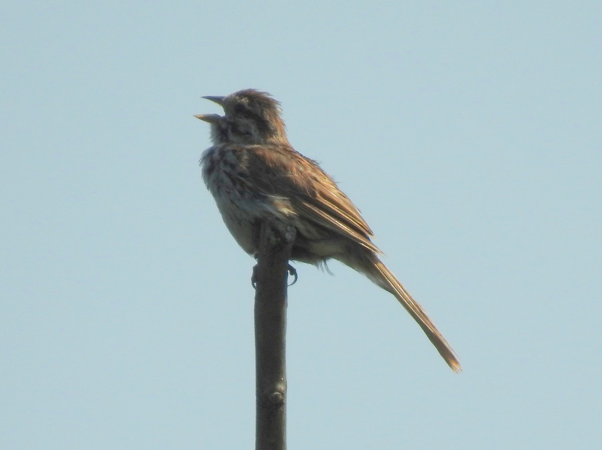 Song Sparrow - ML352267251