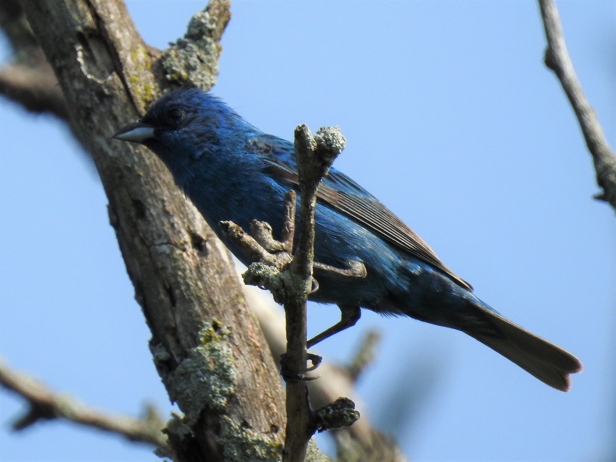 Indigo Bunting - ML352267331