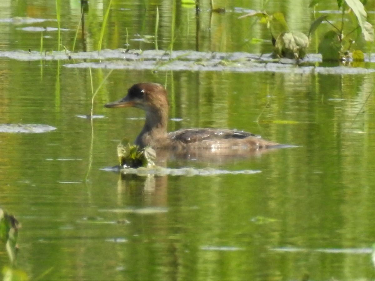 Hooded Merganser - ML352267731