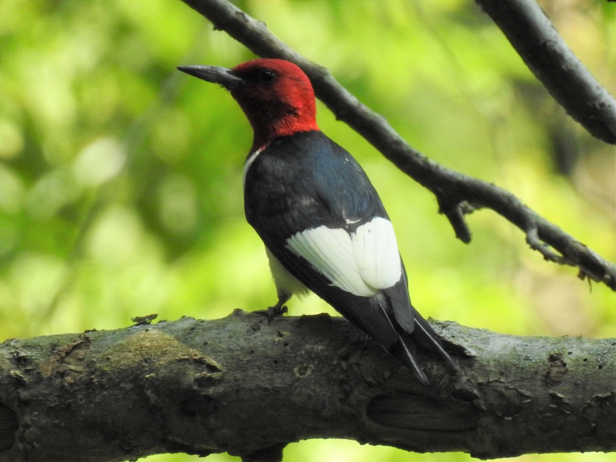 Red-headed Woodpecker - Chris Wiles