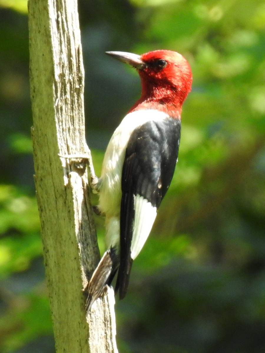 Pic à tête rouge - ML352267871