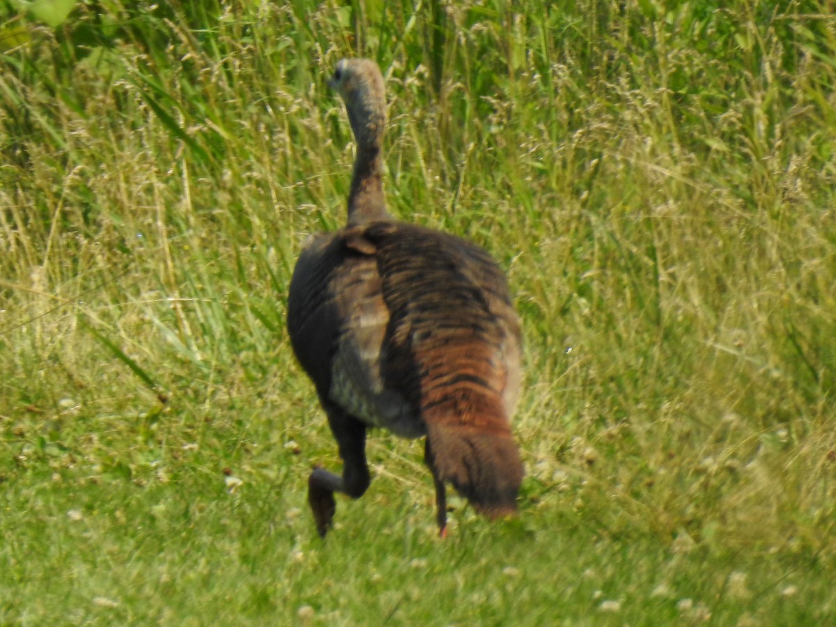 Wild Turkey - ML352268041