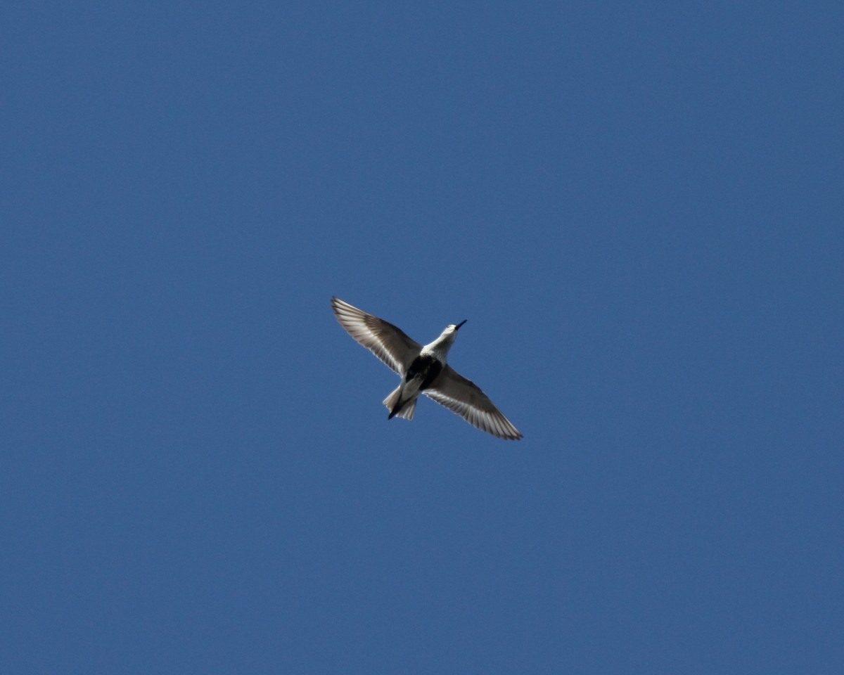 Kara Karınlı Kumkuşu (hudsonia) - ML35226821
