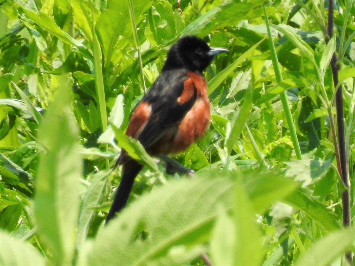 Oriole des vergers - ML352268211