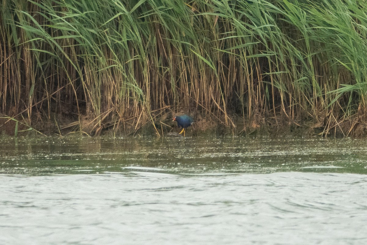Purple Gallinule - ML352268571